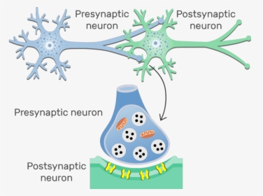 An Image Showing The Chemical Synapse Between 2 Neurons, - Presynaptic Neuron And Postsynaptic Neuron, HD Png Download, Transparent PNG
