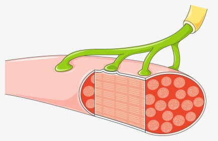 Neuromuscular Png, Transparent Png, Transparent PNG