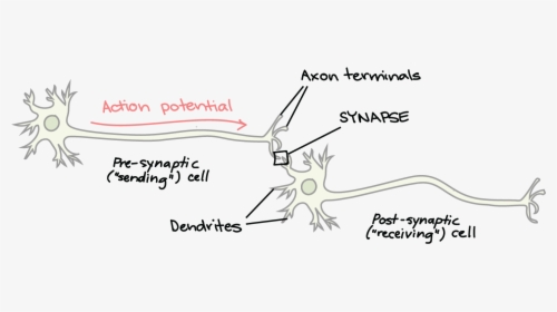 Synapse Neuron, HD Png Download, Transparent PNG