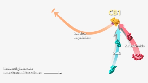 Illustration, HD Png Download, Transparent PNG