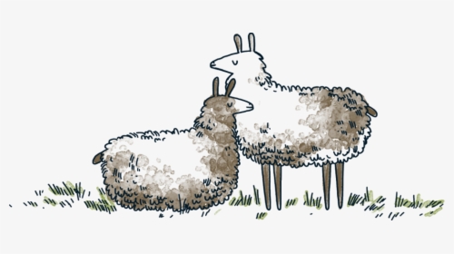 Llamas - Sheep, HD Png Download, Transparent PNG