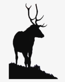 River Glass, Strathglass Beauly Firth Red Deer Elk - Aesthetic Moose, HD Png Download, Transparent PNG