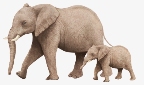 African Bush Elephant Illustration - 大 象 小 象, HD Png Download, Transparent PNG