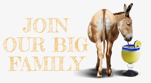 Join Our Big Ass Family - Sorrel, HD Png Download, Transparent PNG