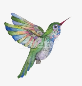 Do A Watercolor And Ink Illustration Of Whatever You - Ruby-throated Hummingbird, HD Png Download, Transparent PNG