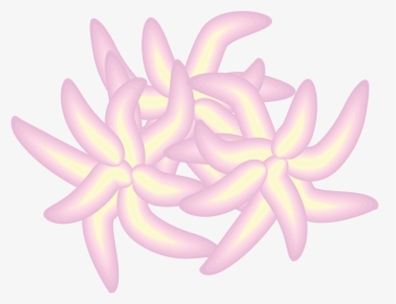 Illustration Of Platelets - Flower, HD Png Download, Transparent PNG