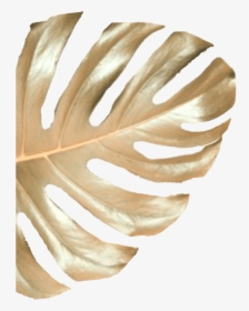 Wood, HD Png Download, Transparent PNG