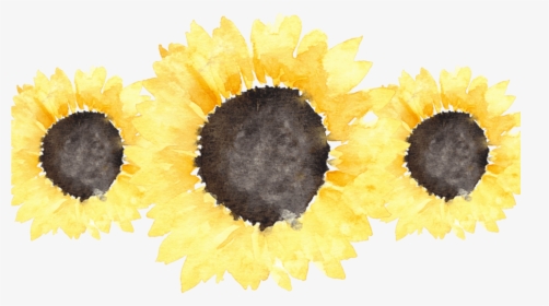 Sunflowers Transparent Tumblr For Free Download On - Sunflower Tumblr Transparent, HD Png Download, Transparent PNG