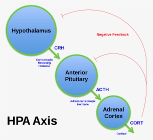 Hpa Axis, HD Png Download, Transparent PNG