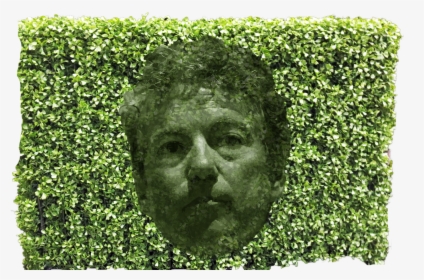 Paul Hedge - Transparent Hedge, HD Png Download, Transparent PNG