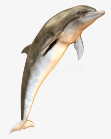 Bottlenose Dolphin,dolphin,marine Mammal,short Beaked - Dolphin Transparent Jumping, HD Png Download, Transparent PNG