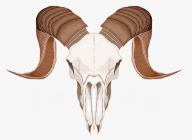 Transparent Animal Skull Png - Goat Head Skull Png, Png Download, Transparent PNG
