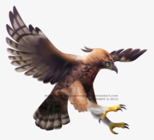 Thumb Image - Javan Hawk Eagle Png, Transparent Png, Transparent PNG