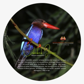 Hummingbird, HD Png Download, Transparent PNG