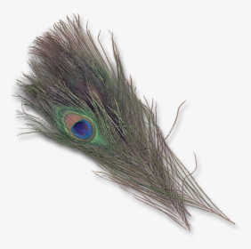 Natural Peacock Eyes - Feather, HD Png Download, Transparent PNG