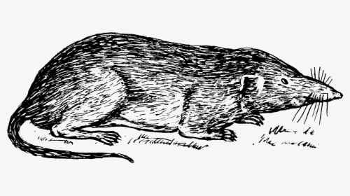 Tree Shrew Clipart Black And White, HD Png Download, Transparent PNG
