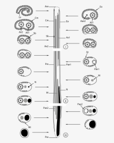 Spermatozoa Of Bucephalidae - Line Art, HD Png Download, Transparent PNG