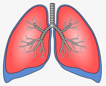 Breath Diagnostics And Mayo Clinic Partner On New Lung - Lung Clipart, HD Png Download, Transparent PNG