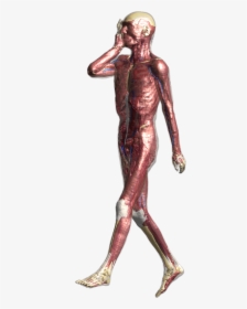 Standing, HD Png Download, Transparent PNG