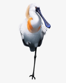 Great Egret, HD Png Download, Transparent PNG