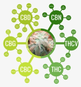 Alternatives For A Public Health Crisis And Minor Pains - Full Spectrum Cbd Isolate, HD Png Download, Transparent PNG