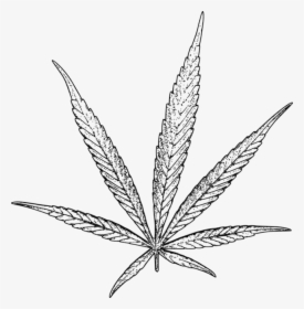 Drawn Cannabis Stoned - Cannabis Drawing Png, Transparent Png, Transparent PNG