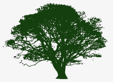 About Helga , Png Download - Oak Tree Silhouette, Transparent Png, Transparent PNG