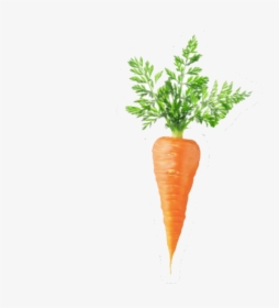 Carrot Egg Coffee Bean, HD Png Download, Transparent PNG