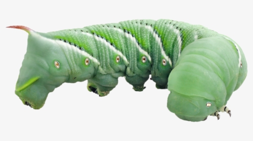 Tomato Hornworm - Superworm For Bearded Dragon, HD Png Download, Transparent PNG