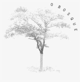 O Bosque 04, HD Png Download, Transparent PNG
