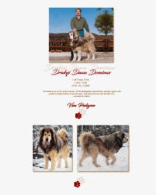 Drakyi Dawa Dominus - Ancient Dog Breeds, HD Png Download, Transparent PNG