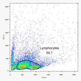 Spleen Lymphocytes Flow Cytometry, HD Png Download, Transparent PNG