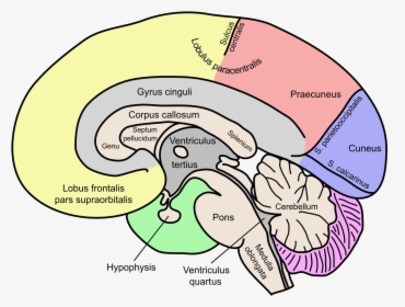 Labeled Map Of Brain, HD Png Download, Transparent PNG