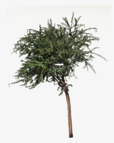 Acacia Nilotica L Vachellia Nilotica L Common Name - Pond Pine, HD Png Download, Transparent PNG