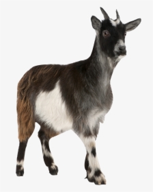 Pygmy Toggenburg Russian Stock Photography Mountain - Goat Cow And Sheep, HD Png Download, Transparent PNG