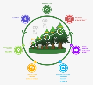 Forest Carbon Project, HD Png Download, Transparent PNG