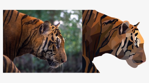 Image - Agitated Tiger, HD Png Download, Transparent PNG