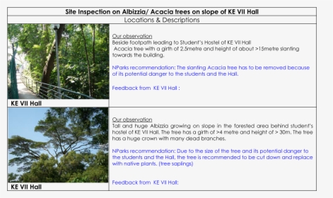 Albizzia Tree Acacia Tree At Ke Vii Hall - Scientific Name Of Acacia, HD Png Download, Transparent PNG