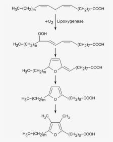 Biosynthesis Of Ffa, HD Png Download, Transparent PNG