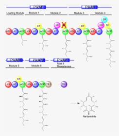 Pikromycin Biosynthesis, HD Png Download, Transparent PNG