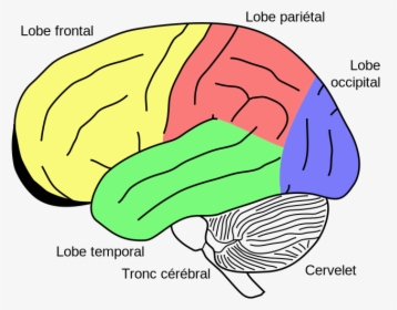 Gehirn, Phineas Gage Fr - Cerebellum In The Brain, HD Png Download, Transparent PNG