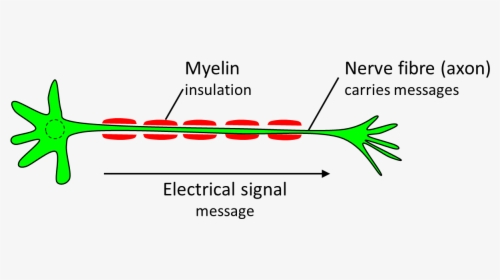 Nerve Cell Diagram - Myelin Png, Transparent Png, Transparent PNG
