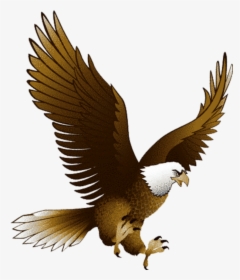 #aquila - Eagle Bird Clipart, HD Png Download, Transparent PNG