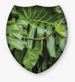 Dish, HD Png Download, Transparent PNG
