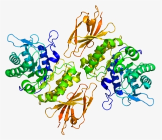 Protein Naga Pdb 3h53 - Naga Gene, HD Png Download, Transparent PNG