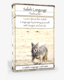 Salish Flashcards 1 3d Edu Boxshot Left - Coyote, HD Png Download, Transparent PNG
