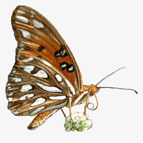 Free Butterfly Animated Clipart - Transparent Background Animated Butterfly Gif Transparent, HD Png Download, Transparent PNG
