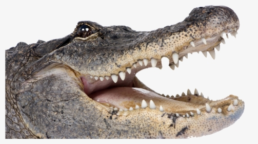 Alligator Png Background Image - Alligator Png, Transparent Png, Transparent PNG