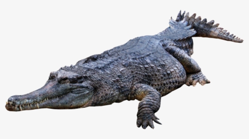 Crocodile, Gator Png - Png Images Of Alligator, Transparent Png, Transparent PNG