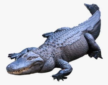 American Alligator Crocodiles Nile Crocodile - Alligator Png, Transparent Png, Transparent PNG
